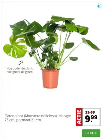 Intratuin Gatenplant (Monstera deliciosa). Hoogte 75 cm, potmaat 21 cm. aanbieding