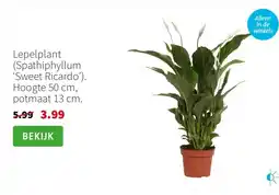 Intratuin Lepelplant (Spathiphyllum ‘Sweet Ricardo’). Hoogte 50 cm, potmaat 13 cm. aanbieding