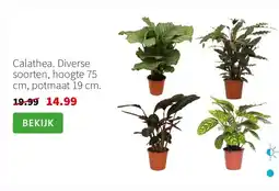 Intratuin Calathea. Diverse soorten, hoogte 75 cm, potmaat 19 cm. aanbieding