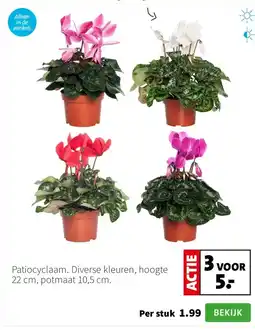 Intratuin Patiocyclaam. Diverse kleuren, hoogte 22 cm, potmaat 10,5 cm. aanbieding