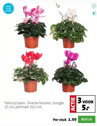 Intratuin Patiocyclaam. Diverse kleuren, hoogte 22 cm, potmaat 10,5 cm. aanbieding