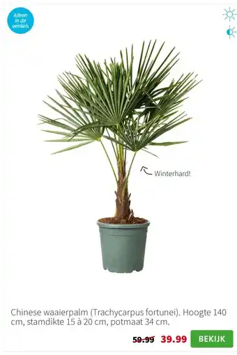 Intratuin Chinese waaierpalm (Trachycarpus fortunei). Hoogte 140 cm, stamdikte 15 à 20 cm, potmaat 34 cm. aanbieding