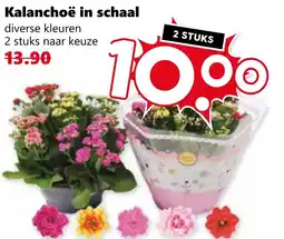 CoopCompact Kalanchoë in schaal aanbieding