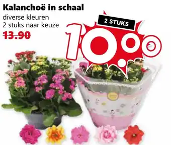 CoopCompact Kalanchoë in schaal aanbieding