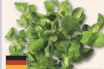 Combi HOFWERTE Deutscher Feldsalat aanbieding