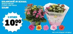 Boon`s Markt KALANCHOE IN SCHAAL aanbieding