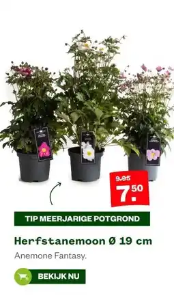 Welkoop TIP MEERJARIGE POTGROND aanbieding
