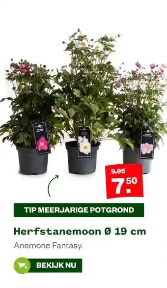 Welkoop TIP MEERJARIGE POTGROND aanbieding
