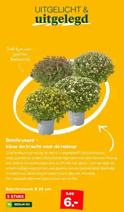 Welkoop Bolchrysant - kleur én kracht voor de natuur aanbieding