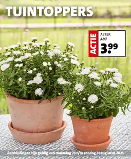 Intratuin Aster aanbieding