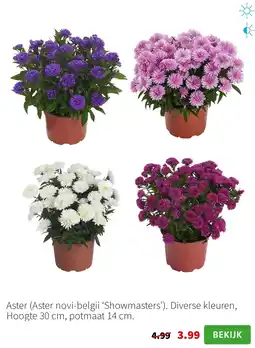 Intratuin Aster aanbieding
