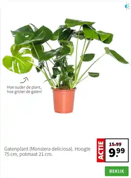 Intratuin Gatenplant aanbieding