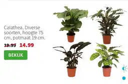 Intratuin Calathea aanbieding
