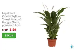 Intratuin Lepelplant aanbieding