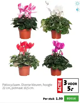Intratuin Patiocyclaam aanbieding
