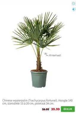 Intratuin Chinese waaierpalm aanbieding