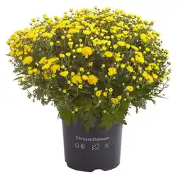 Welkoop Bolchrysant - Eenjarige plant - Diverse kleuren aanbieding
