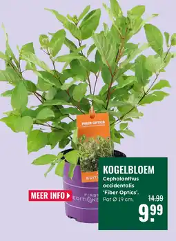 GroenRijk Kogelbloem aanbieding