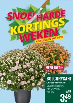 GroenRijk Bolchrysant chrysanthemum aanbieding