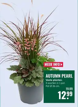 GroenRijk Autumn pearl vaste planten aanbieding