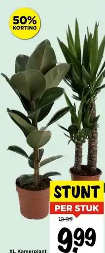 Vomar Voordeelmarkt XL Kamerplant aanbieding