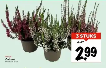 Vomar Voordeelmarkt Calluna aanbieding