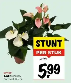 Vomar Voordeelmarkt Anthurium aanbieding