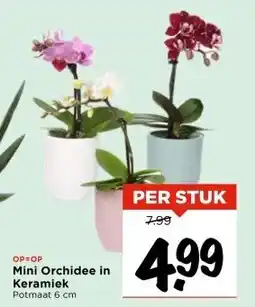Vomar Voordeelmarkt Mini Orchidee in Keramiek aanbieding