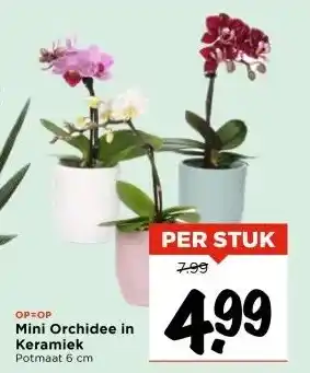 Vomar Voordeelmarkt Mini Orchidee in Keramiek aanbieding