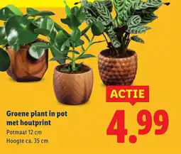 Lidl Groene plant in pot met houtprint aanbieding