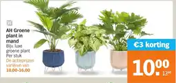 Albert Heijn AH Groene plant in mand aanbieding