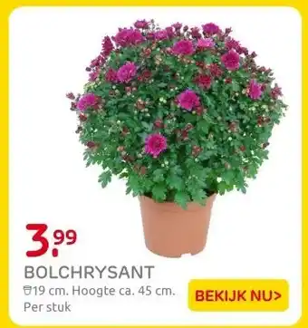 Praxis BOLCHRYSANT aanbieding