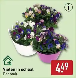 ALDI Violen in schaal aanbieding