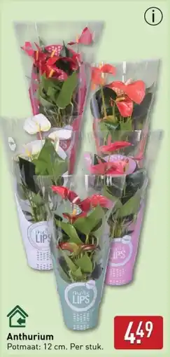 ALDI Anthurium aanbieding