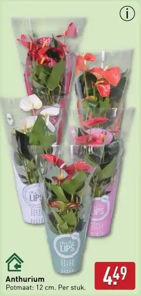 ALDI Anthurium aanbieding