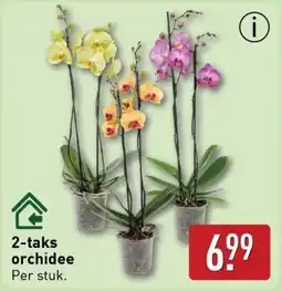 ALDI 2 taks orchidee aanbieding