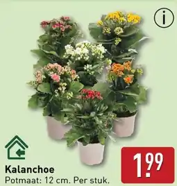 ALDI Kalanchoe aanbieding