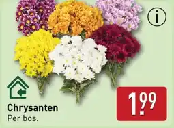 ALDI Chrysanten aanbieding