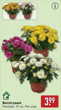 ALDI Bolchrysant aanbieding
