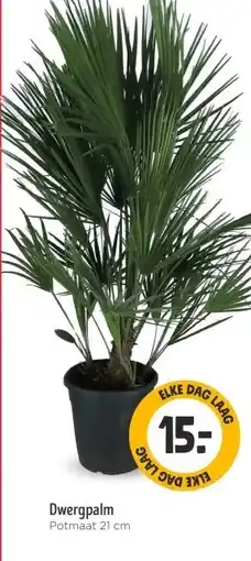 Jumbo Dwergpalm aanbieding