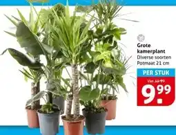 Hoogvliet Grote kamerplant aanbieding