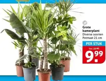 Hoogvliet Grote kamerplant aanbieding