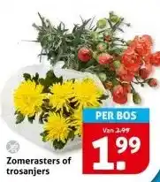 Hoogvliet Zomerasters of trosanjers aanbieding