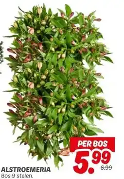 Dekamarkt ALSTROEMERIA aanbieding