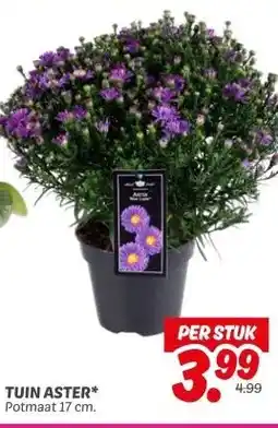 Dekamarkt TUIN ASTER* aanbieding