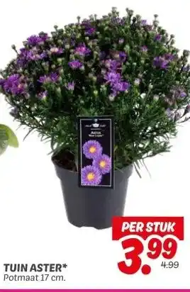 Dekamarkt TUIN ASTER* aanbieding