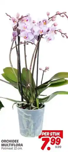 Dekamarkt ORCHIDEE MULTIFLORA Potmaat 12 cm. aanbieding