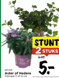 Vomar Voordeelmarkt Aster of Hedera aanbieding