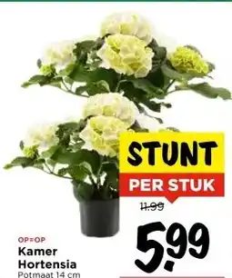 Vomar Voordeelmarkt Kamer Hortensia aanbieding