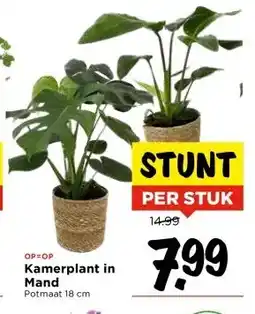 Vomar Voordeelmarkt Kamerplant in Mand aanbieding
